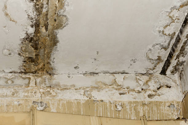 Best Residential Mold Inspection & Testing  in Rialto, CA